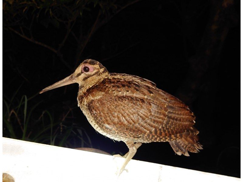 奄美大島【当日予約可能】原生林で野生動物ナイトツアー（120分）※口コミ投稿で撮影データ無料プレゼント※お一人様歓迎！！の紹介画像
