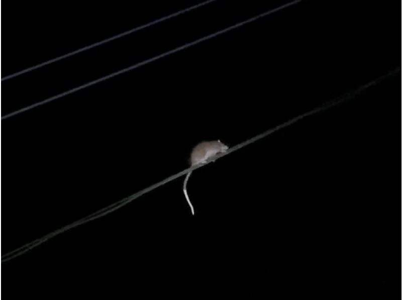 奄美大島【当日予約可能】原生林で野生動物ナイトツアー（120分）※口コミ投稿で撮影データ無料プレゼント※お一人様歓迎！！の紹介画像