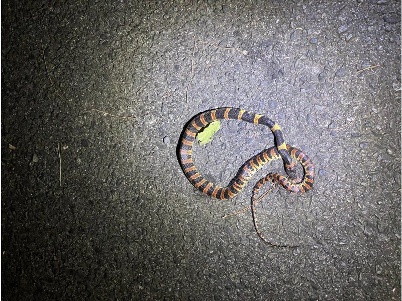奄美大島【当日予約可能】原生林で野生動物ナイトツアー（120分）※口コミ投稿で撮影データ無料プレゼント※お一人様歓迎！！の紹介画像