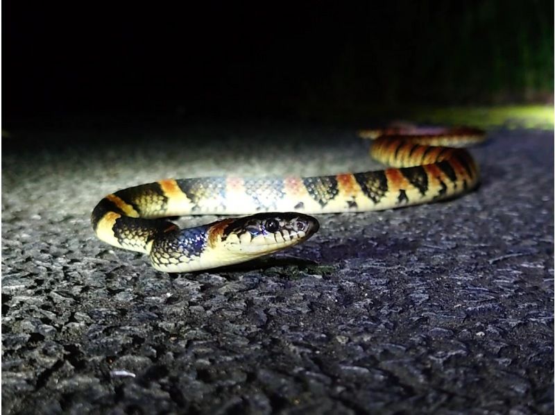 奄美大島【当日予約可能】原生林で野生動物ナイトツアー（120分）※口コミ投稿で撮影データ無料プレゼント※お一人様歓迎！！の紹介画像