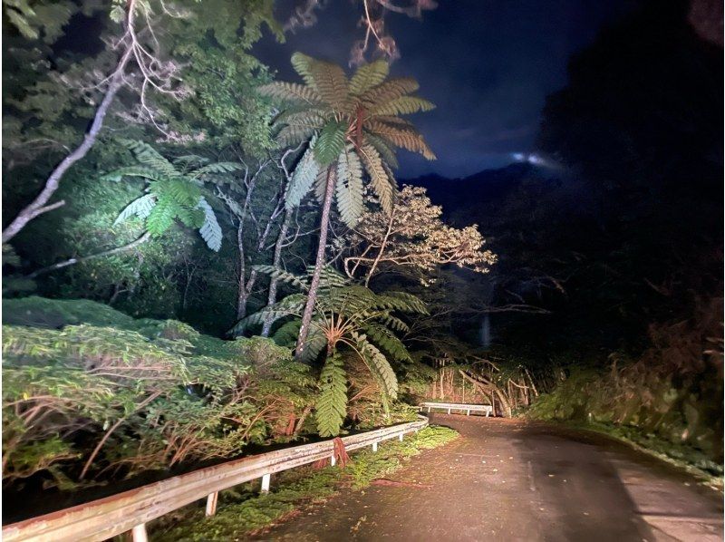 奄美之夜...世界遗产、东方加拉帕戈斯、原始森林丛林夜游☆奄美兔、枢纽、奄美石川蛙等野生动物游体验の紹介画像