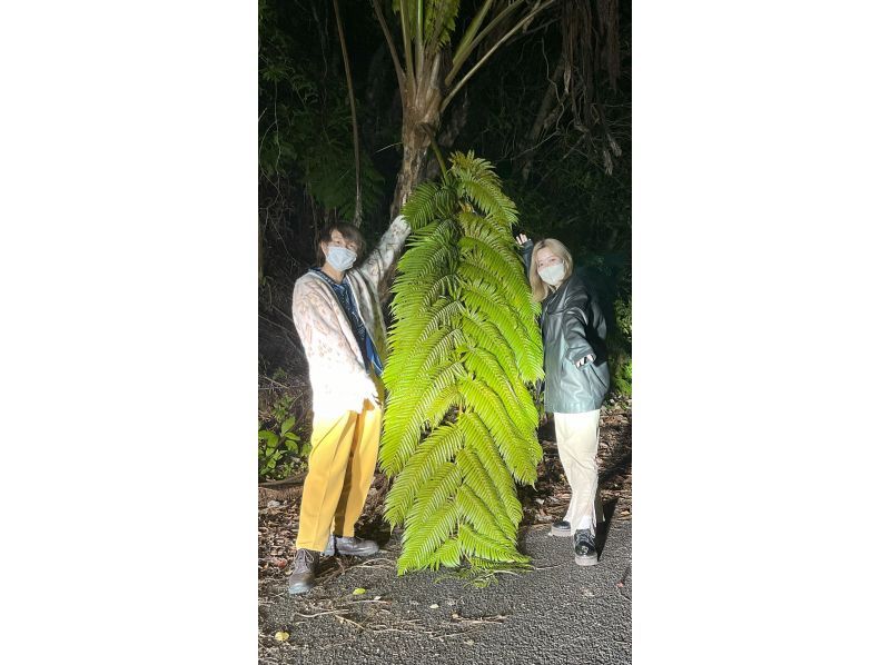 奄美之夜...世界遗产、东方加拉帕戈斯、原始森林丛林夜游☆奄美兔、枢纽、奄美石川蛙等野生动物游体验の紹介画像