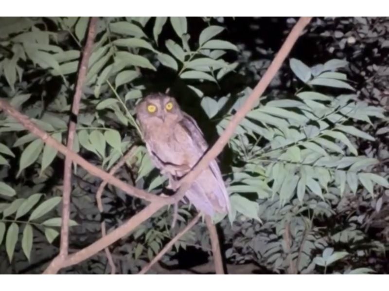 奄美大島【当日予約可能】原生林で野生動物ナイトツアー（120分）※口コミ投稿で撮影データ無料プレゼント※お一人様歓迎！！の紹介画像