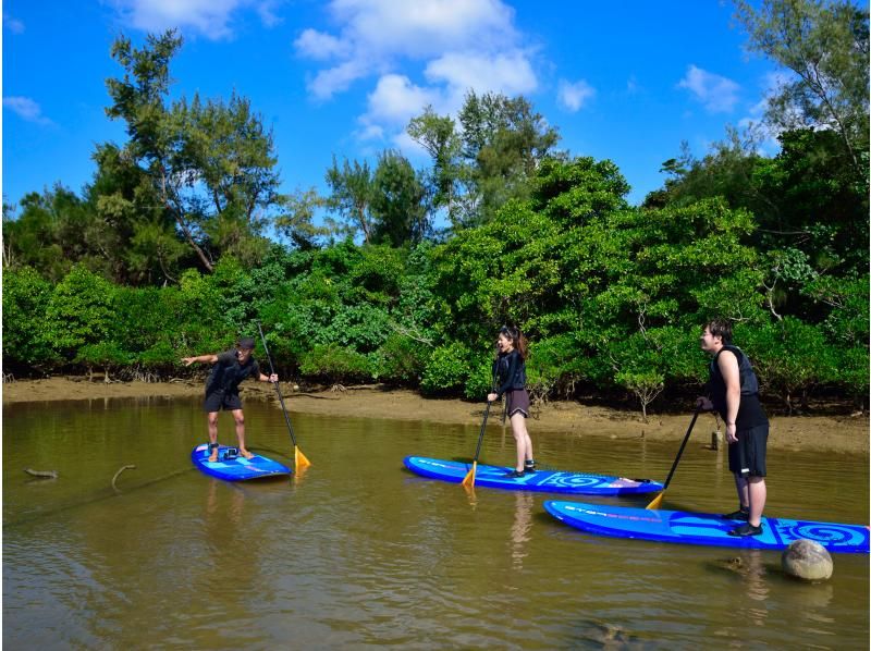 [Okinawa Main Island, Central and Northern Areas] Winter only - Okukubi River Mangrove SUP | A calm river in a subtropical mangrove forest! An extraordinary experience where you can enjoy nature observation and take great photosの紹介画像