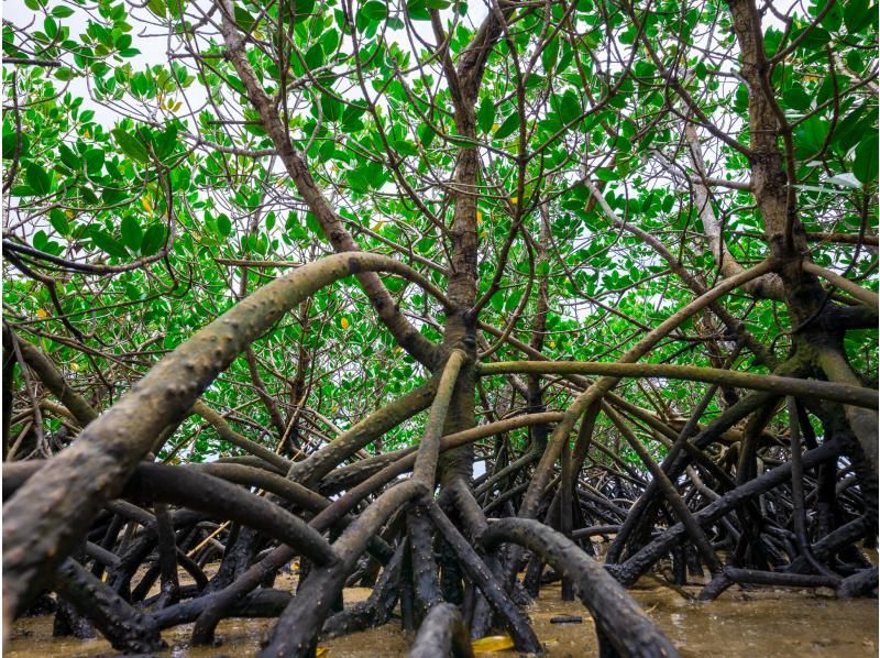 [Okinawa Main Island, Central and Northern Areas] Winter only - Okukubi River Mangrove SUP | A calm river in a subtropical mangrove forest! An extraordinary experience where you can enjoy nature observation and take great photosの紹介画像