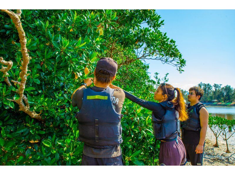 [Okinawa main island, central and northern] Okukubi River Mangrove SUP Tour | Adventure SUP trip to the subtropical mangrove river ♪の紹介画像