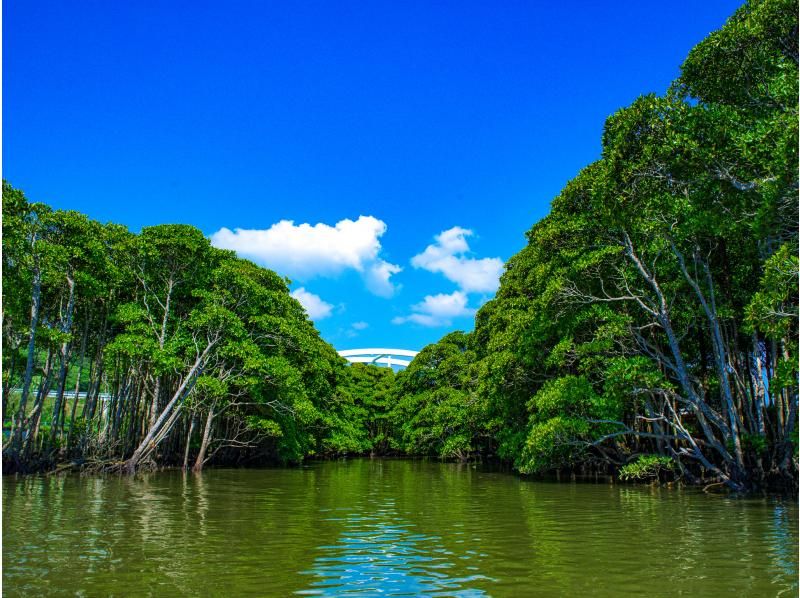 [Okinawa Main Island, Central and Northern Areas] Winter only - Okukubi River Mangrove SUP | A calm river in a subtropical mangrove forest! An extraordinary experience where you can enjoy nature observation and take great photosの紹介画像