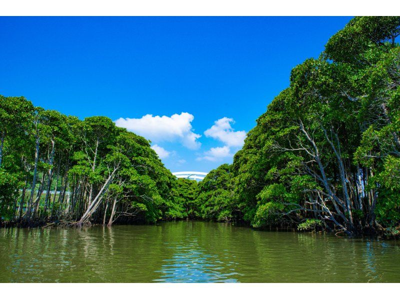 [Okinawa main island, central and northern] Okukubi River Mangrove SUP Tour | Adventure SUP trip to the subtropical mangrove river ♪の紹介画像