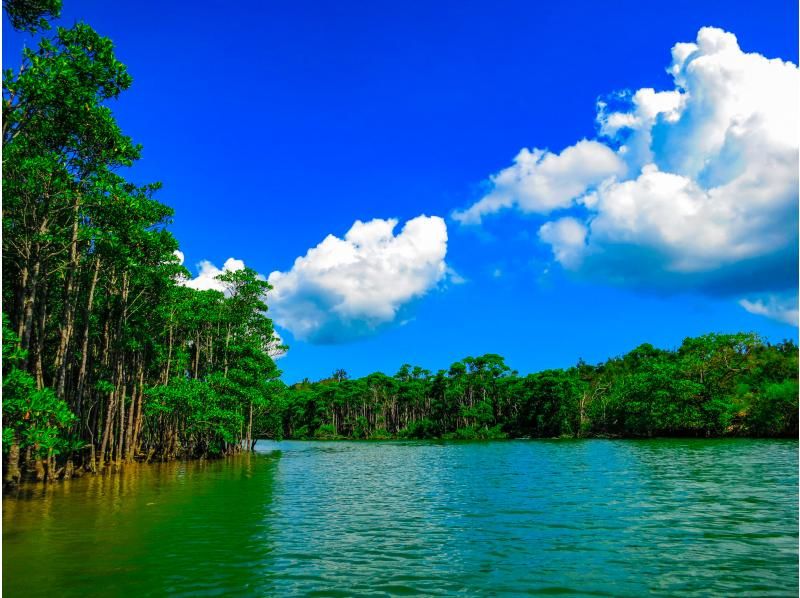 [Okinawa Main Island, Central and Northern Areas] Winter only - Okukubi River Mangrove SUP | A calm river in a subtropical mangrove forest! An extraordinary experience where you can enjoy nature observation and take great photosの紹介画像