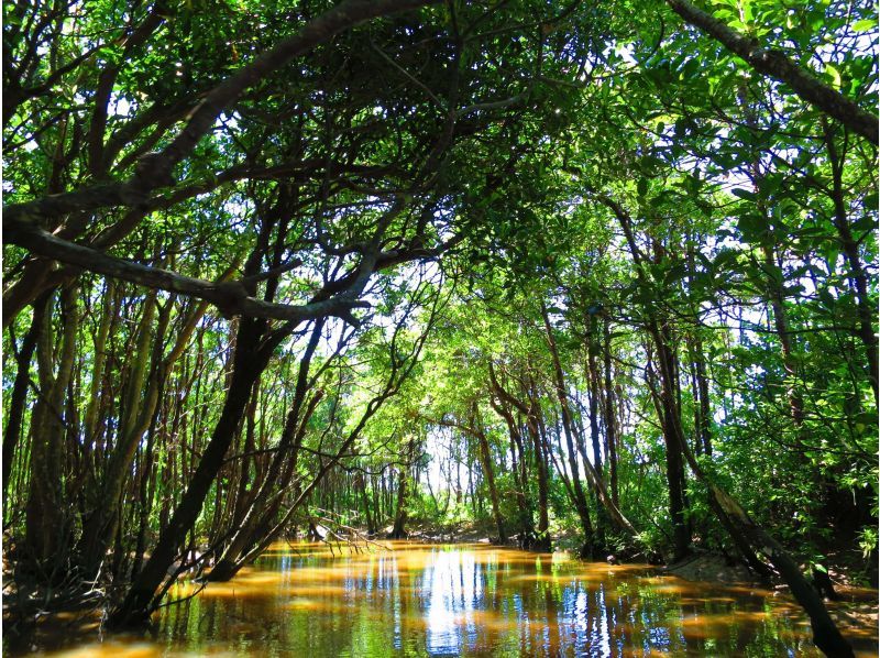 [Okinawa Main Island, Central and Northern Areas] Winter only - Okukubi River Mangrove SUP | A calm river in a subtropical mangrove forest! An extraordinary experience where you can enjoy nature observation and take great photosの紹介画像