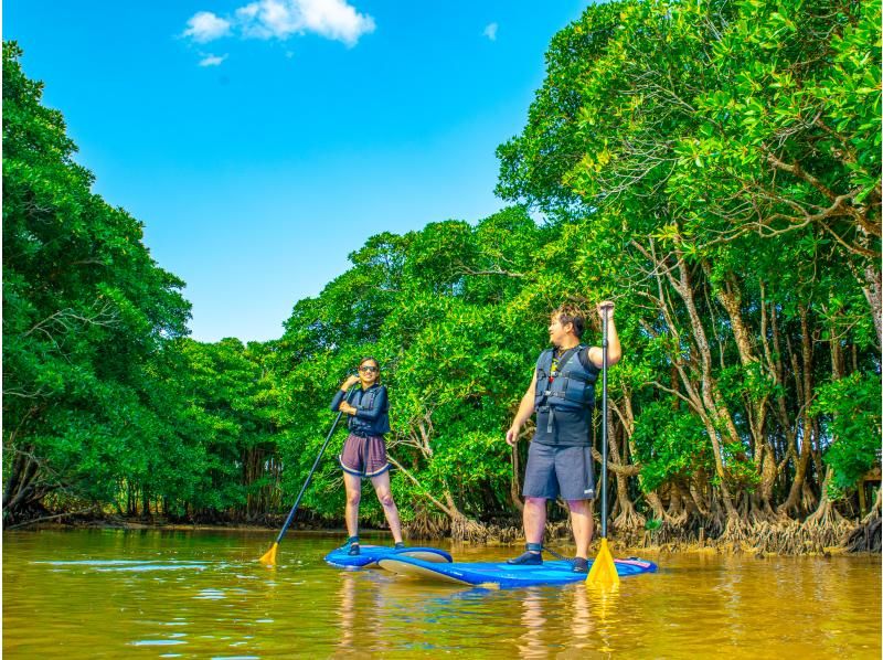 [Okinawa Main Island, Central and Northern Areas] Winter only - Okukubi River Mangrove SUP | A calm river in a subtropical mangrove forest! An extraordinary experience where you can enjoy nature observation and take great photosの紹介画像