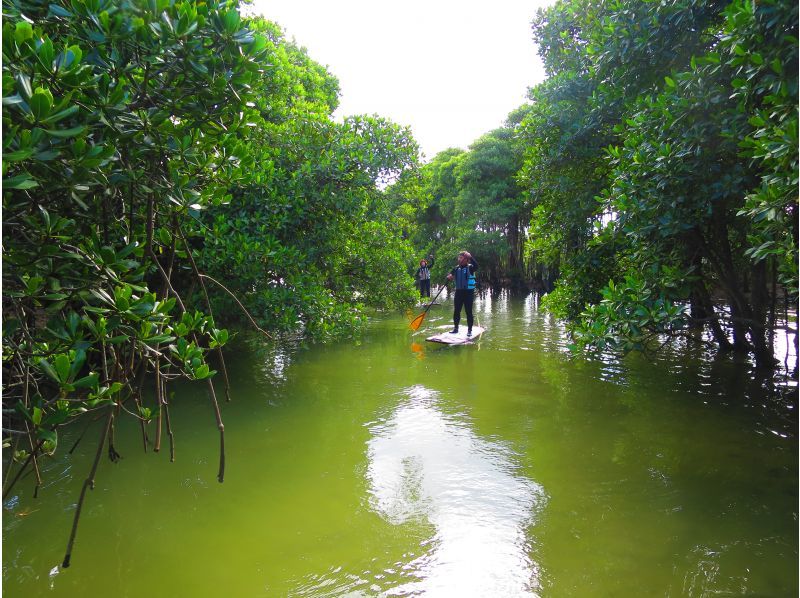 [Okinawa Main Island, Central and Northern Areas] Winter only - Okukubi River Mangrove SUP | A calm river in a subtropical mangrove forest! An extraordinary experience where you can enjoy nature observation and take great photosの紹介画像