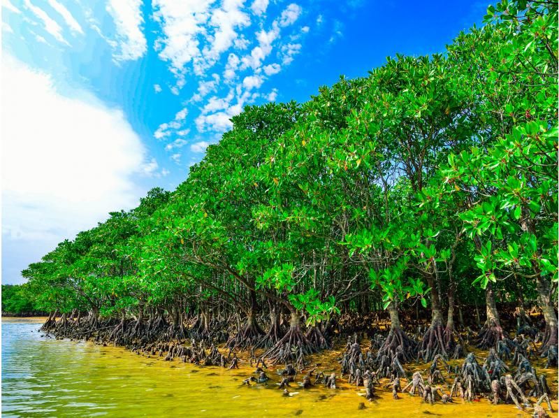 [Okinawa Main Island, Central and Northern Areas] Winter only - Okukubi River Mangrove SUP | A calm river in a subtropical mangrove forest! An extraordinary experience where you can enjoy nature observation and take great photosの紹介画像