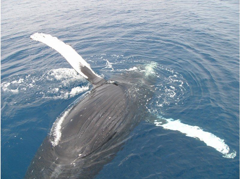 [Okinawa / Naha] Landing on Naganu Island! Whale watchingの紹介画像