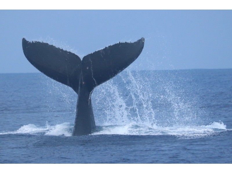 [Okinawa / Naha] Landing on Naganu Island! Whale watchingの紹介画像