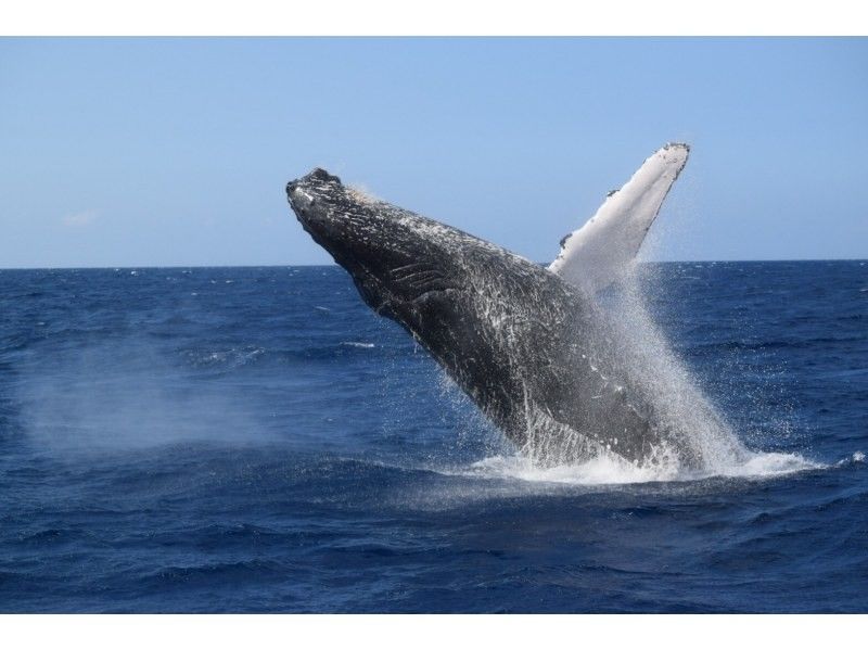 [Okinawa / Naha] Landing on Naganu Island! Whale watchingの紹介画像