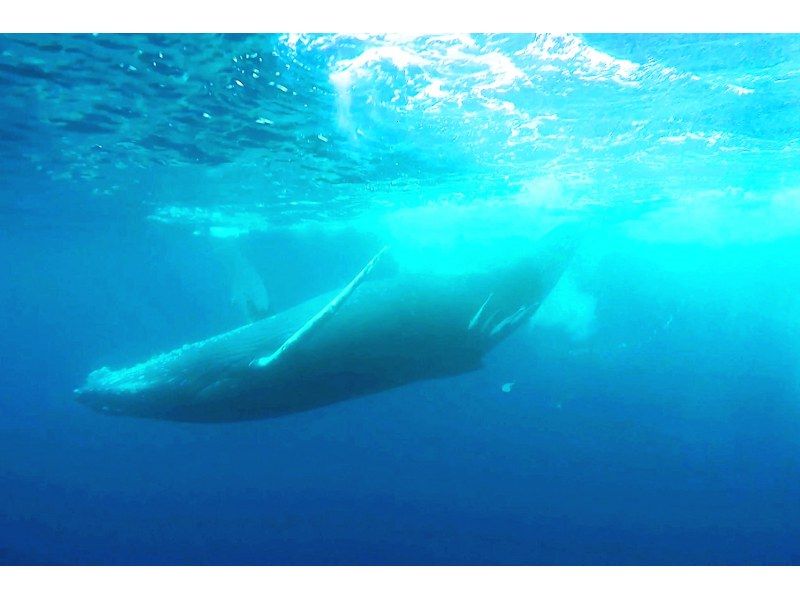 What is the timing, area, and probability of Okinawa whale watching? Thorough introduction of reviews of recommended tours!