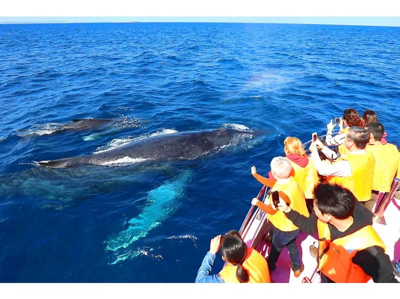 Whale watching departing from Naha with full refund guarantee★No. 1 whale tour review in 2024★Completely non-smoking boat★Free photos, transfers, and raincoats★Free for children aged 0-5★の紹介画像