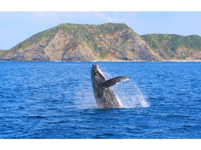 《National travel support coupon eligible》 Whale watching from Naha★2022 AJ・No.の紹介画像