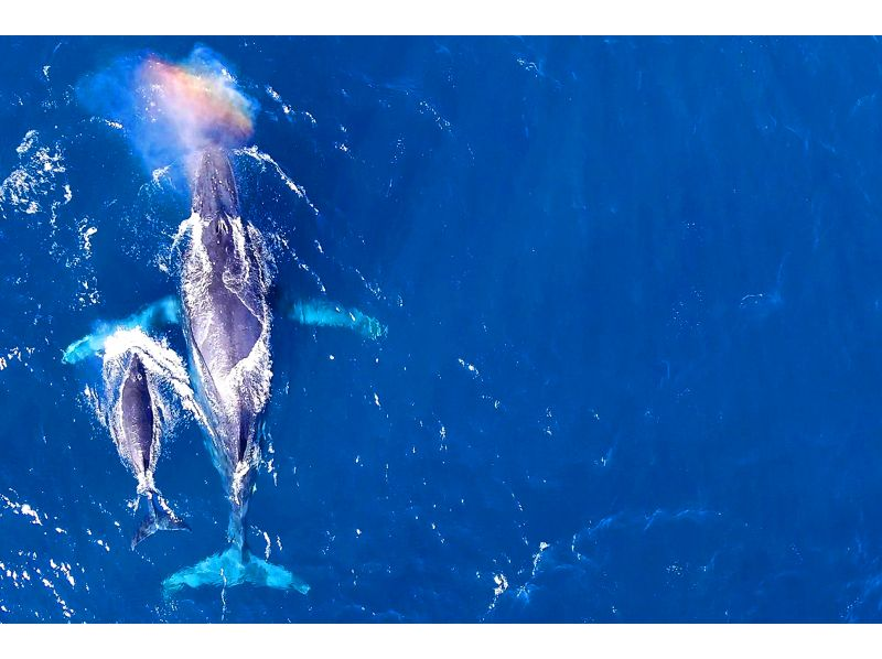 Whale watching departing from Naha with full refund guarantee★No. 1 whale tour review in 2024★Completely non-smoking boat★Free photos, transfers, and raincoats★Free for children aged 0-5★の紹介画像