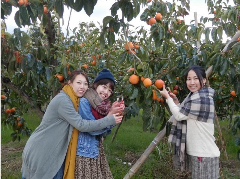 【奈良・西吉野】柿狩り園内食べ放題の紹介画像