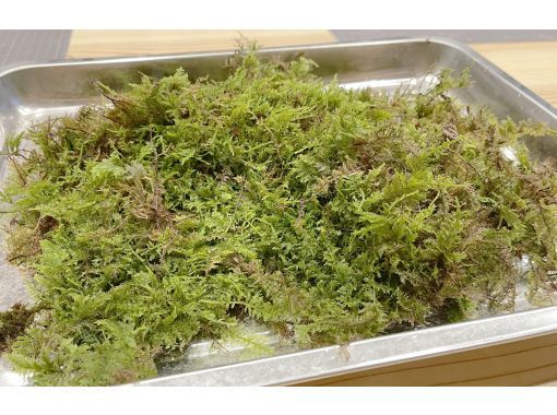 三重・多気】癒しのインテリア モスボール・苔玉作り♪ハンギングもお勧め！お子様は目やリボンを付けて可愛く作ろう！ | ActivityJapan