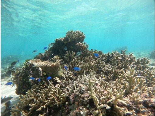 沖縄 恩納村真栄田岬 サンゴビーチシュノーケル キラキラの水中を覗いてみよう 冬季もおすすめのツアーです アクティビティジャパン