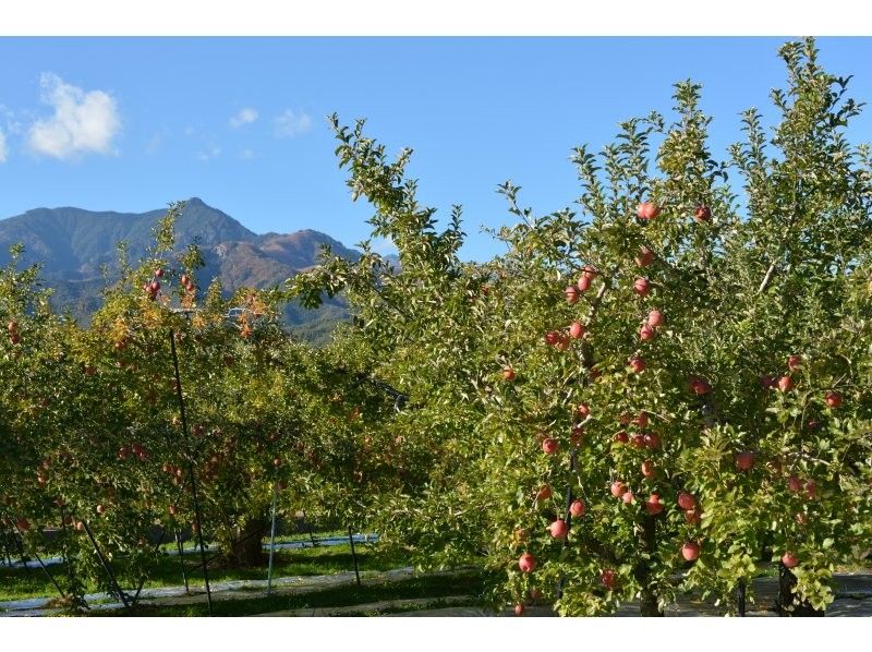 [Nagano / Ina / Komagane / Iida / Day God] Apple picking Enjoy Shinshu Matsukawa apples while gazing at the mountains of Ina Valley ♪の紹介画像