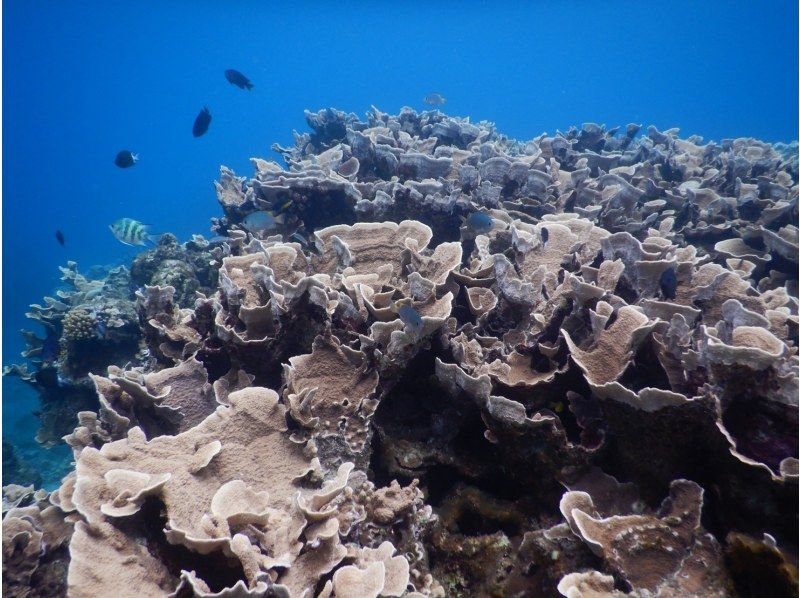 奄美大島　コウトリビーチ【当日予約可能】ボートツアー（90分）★シュノーケル付★【口コミ投稿でドローン撮影写真無料プレゼント】の紹介画像