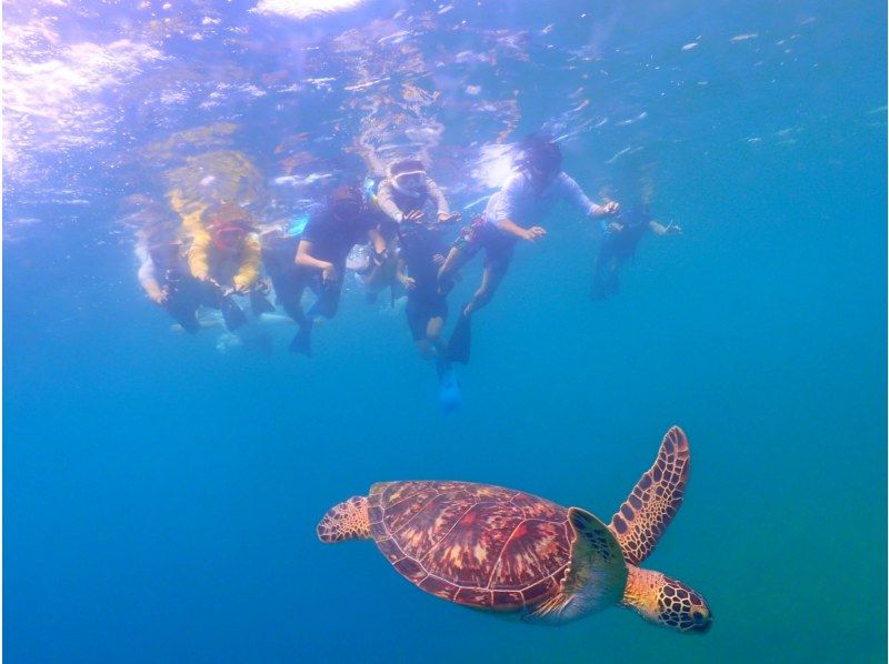 【沖縄・石垣島】高確率で遭遇！ウミガメシュノーケリング2時間少人数制☆現地集合プラン【11/1～4/30】の紹介画像