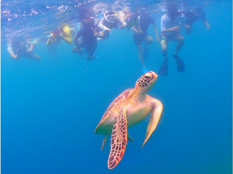 【沖縄・石垣島】高確率で遭遇！ウミガメシュノーケリング2時間少人数制☆現地集合プラン【11/1～4/30】の紹介画像