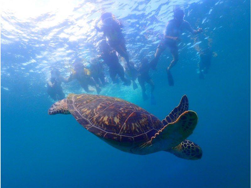 【沖縄・石垣島】高確率で遭遇！ウミガメシュノーケリング2時間少人数制☆現地集合プラン【11/1～4/30】の紹介画像