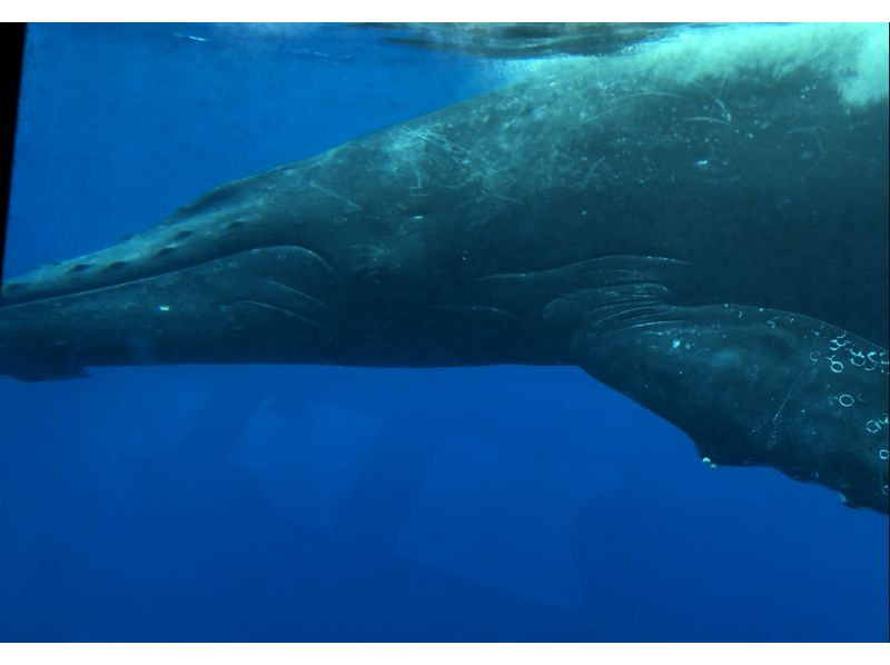 [沖繩/那霸] 沖繩唯一一艘配備抗搖晃裝置的船，觀鯨和諧共處！您可能會在水中看到鯨魚！水下欣賞珊瑚，物超所值！の紹介画像