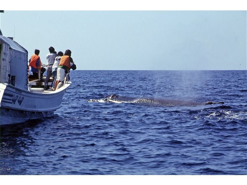[沖繩/那霸] 沖繩唯一一艘配備抗搖晃裝置的船，觀鯨和諧共處！您可能會在水中看到鯨魚！水下欣賞珊瑚，物超所值！の紹介画像