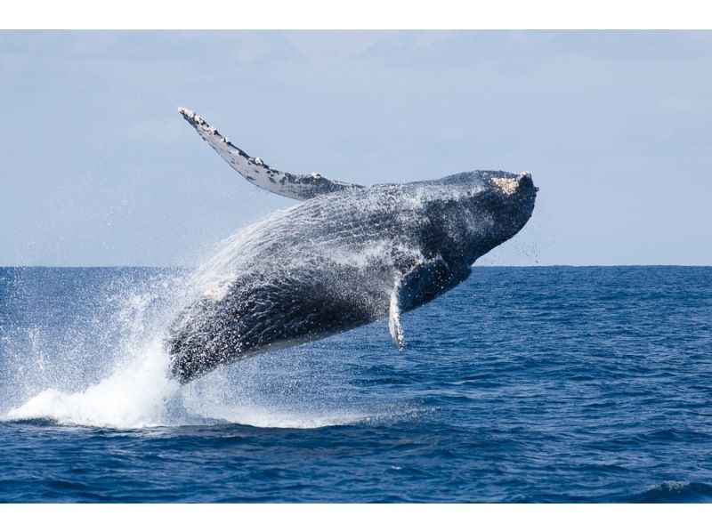 [Departing from Naha] Whale watching and underwater coral viewing on Okinawa's only anti-rolling high-speed underwater sightseeing boat! You might even see a whale underwater!の紹介画像