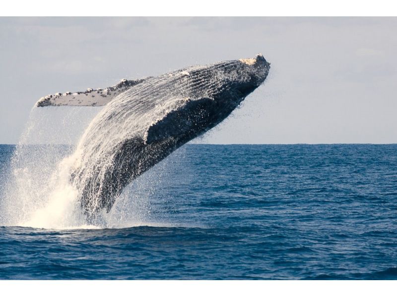 [โอกินาว่า / นาฮะ] เรือลำเดียวของโอกินาว่าที่ติดตั้งอุปกรณ์ป้องกันการแกว่งที่ทนต่อการสั่นไหว ดูปลาวาฬที่กลมกลืนกัน! คุณอาจเห็นปลาวาฬในน้ำ! คุ้มสุดคุ้มกับปะการังใต้น้ำ!の紹介画像