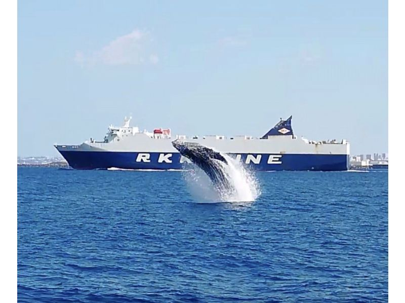 [Okinawa / Naha] Okinawa's only ship equipped with an anti-sway device that is resistant to shaking Whale watching that goes by harmony! You may see whales in the water! Great value with underwater appreciation of coral!の紹介画像