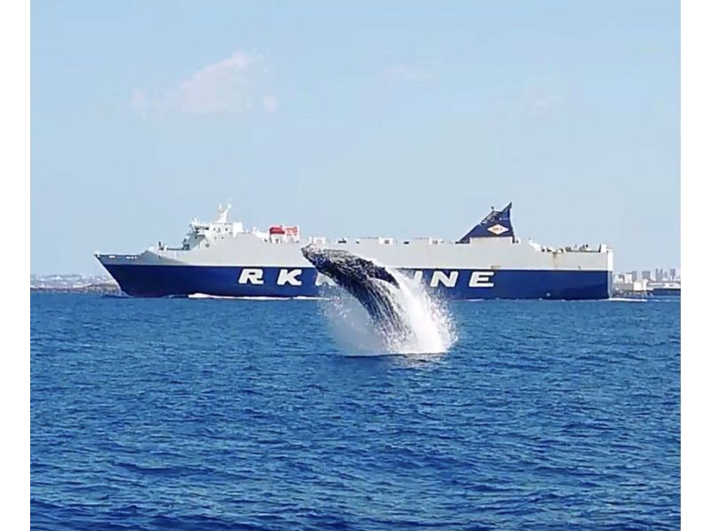 [Departing from Naha] Whale watching and underwater coral viewing on Okinawa's only anti-rolling high-speed underwater sightseeing boat! You might even see a whale underwater!の紹介画像