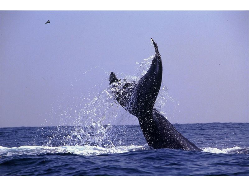 [Departing from Naha] Whale watching and underwater coral viewing on Okinawa's only anti-rolling high-speed underwater sightseeing boat! You might even see a whale underwater!の紹介画像