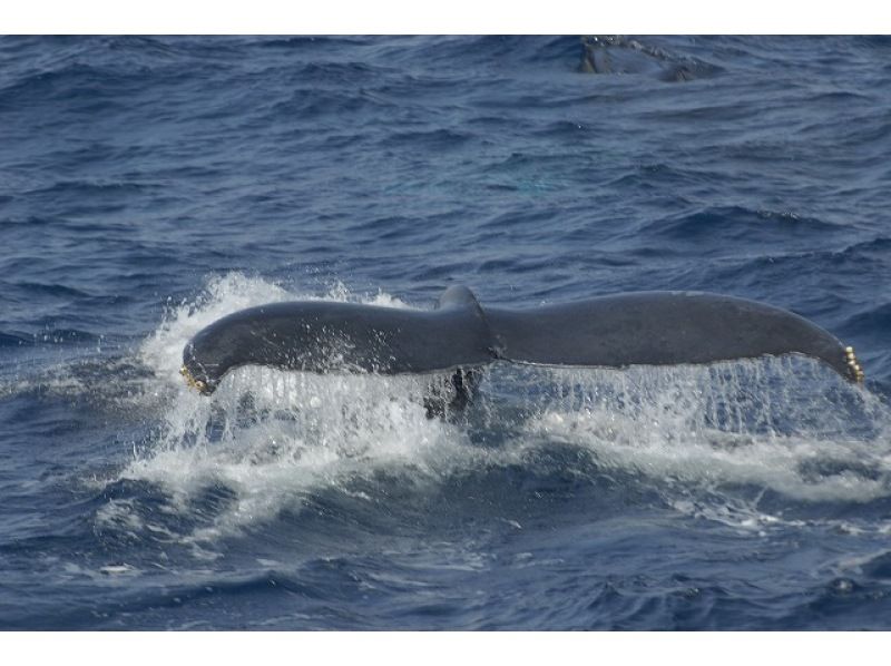 [Okinawa / Naha] Okinawa's only ship equipped with an anti-sway device that is resistant to shaking Whale watching that goes by harmony! You may see whales in the water! Great value with underwater appreciation of coral!の紹介画像