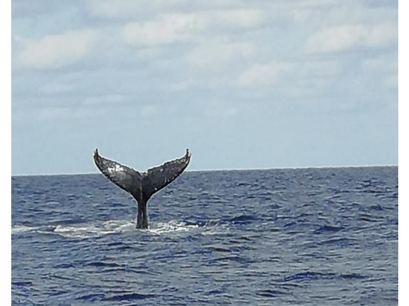 [Departing from Naha] Whale watching and underwater coral viewing on Okinawa's only anti-rolling high-speed underwater sightseeing boat! You might even see a whale underwater!の紹介画像