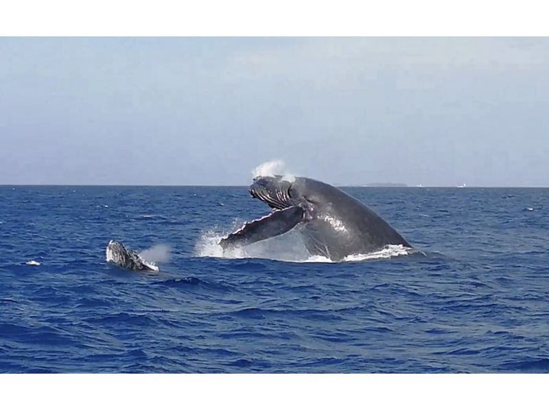 【那覇発】沖縄唯一の減揺装置搭載・高速水中観光船で行くホエールウオッチング＆ブルーカーボン(水中珊瑚観賞)で行く！水中でクジラが見れるかも！の紹介画像