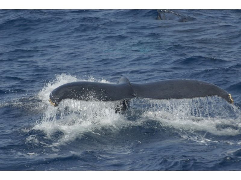 [Departing from Naha] Whale watching and underwater coral viewing on Okinawa's only anti-rolling high-speed underwater sightseeing boat! You might even see a whale underwater!の紹介画像