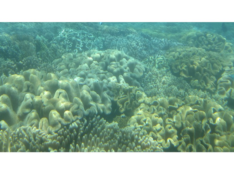 [Departing from Naha] Whale watching and underwater coral viewing on Okinawa's only anti-rolling high-speed underwater sightseeing boat! You might even see a whale underwater!の紹介画像