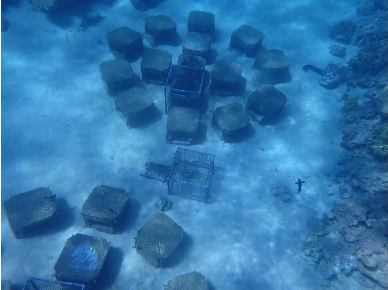 [Departing from Naha] Whale watching and underwater coral viewing on Okinawa's only anti-rolling high-speed underwater sightseeing boat! You might even see a whale underwater!の紹介画像
