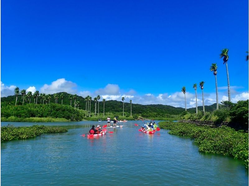 Tanegashima's standard sightseeing spots Mangroves / Oura River