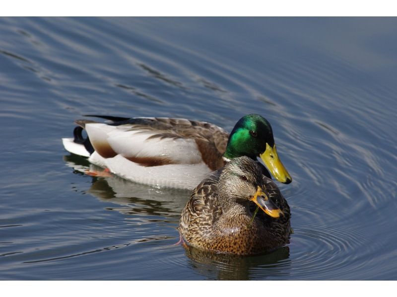 [Nikko Yumoto Onsen] Bird watching tour for beginners/familiesの紹介画像