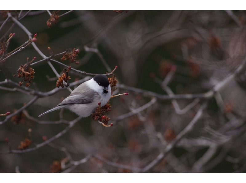 [Tochigi, Nikko, Yumoto Onsen] Bird watching tour for beginners/families