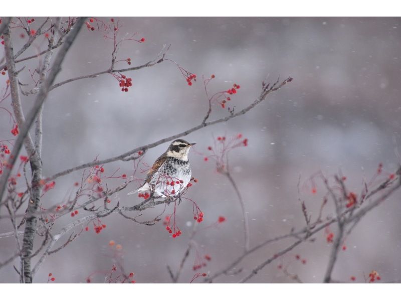 [Nikko Yumoto Onsen] Bird watching tour for beginners/familiesの紹介画像