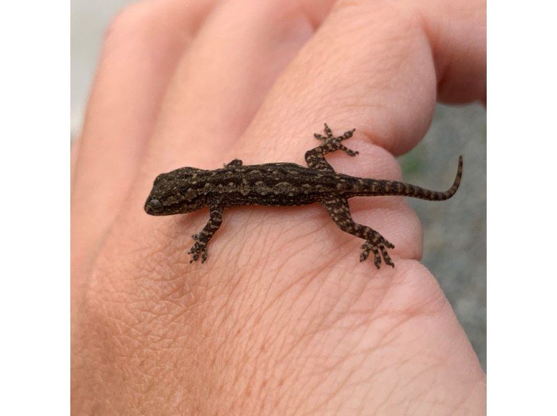 【奄美大島】日中に大自然を満喫！ジャングルツアー（120分）【即日予約可能】★口コミ投稿で撮影データ無料プレゼント★の紹介画像